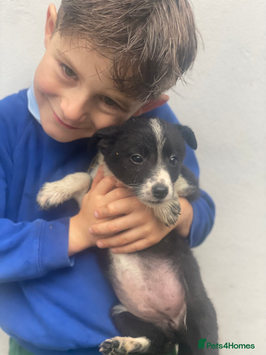 Border Collie dogs for sale: Lovely Border Collie pups available 🩷 - Image 8