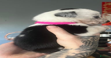 Border Collie dogs - Advert 2