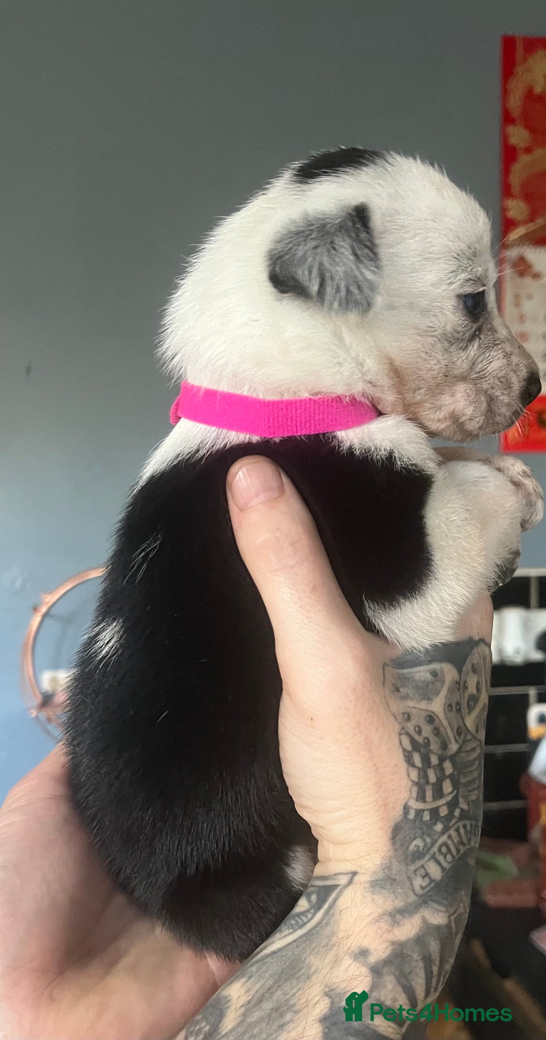 Border Collie dogs for sale: Border collie puppies - Image 3