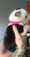 Border Collie dogs - Advert 5
