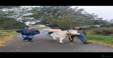 Welsh Section A horses 11.2 registered section A gelding  - Advert 7