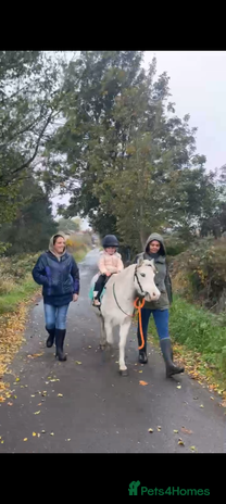 Welsh Section A horses 11.2 registered section A gelding - Advert 2