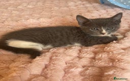 Ragdoll cats for sale: Ragdoll Cross Maine Coon Kitten - Image 2