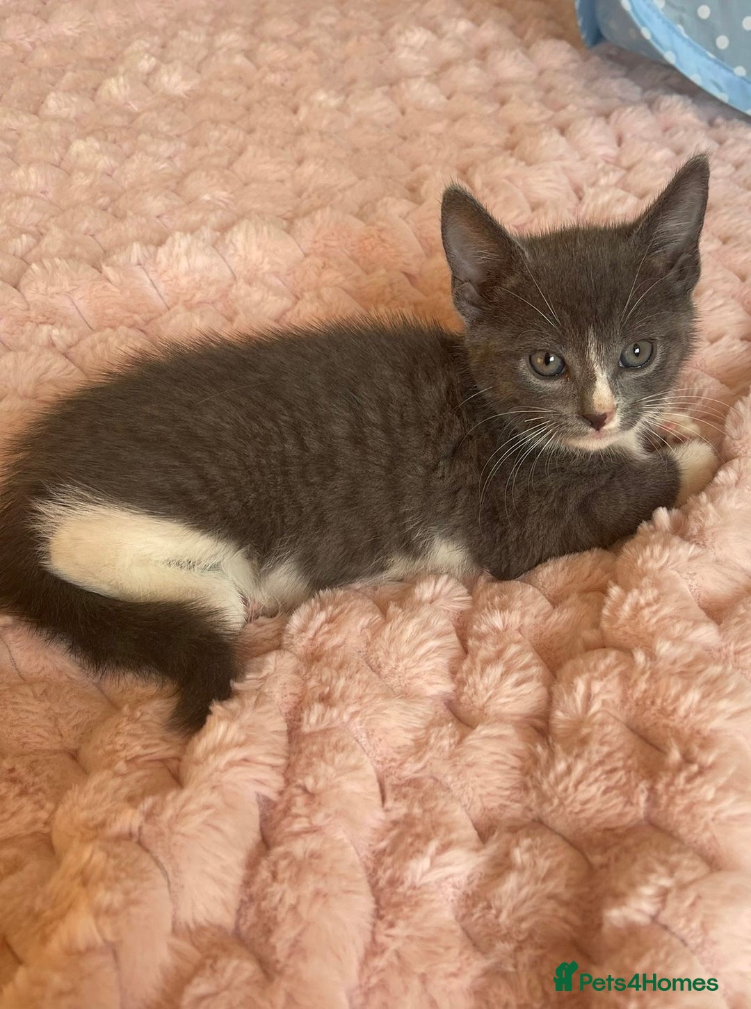 Ragdoll cats for sale: Ragdoll Cross Maine Coon Kitten - Image 2