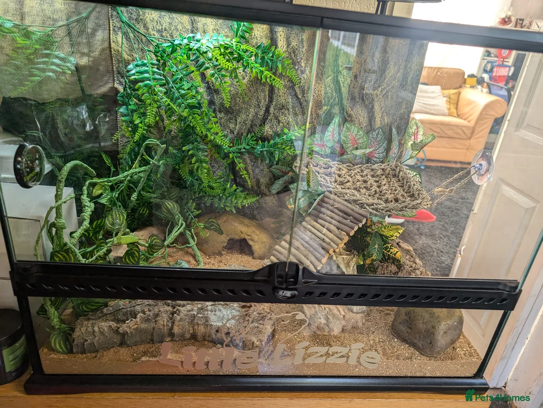 Leopard Gecko reptiles for sale: Beautiful Leopard Gecko for Sale with Full Set Up - Advert 5