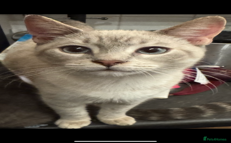 Bengal cats Beautiful Bengal x British short hair kittens! - Advert 8