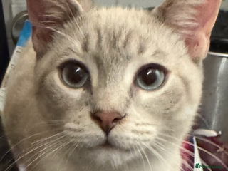 Bengal cats Beautiful Bengal x British short hair kittens! - Advert 11