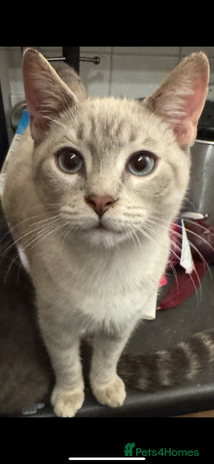 Bengal cats Beautiful Bengal x British short hair kittens! - Advert 8