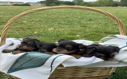 Yorkshire Terrier dogs for sale: Mini Yorkshire Terrier Puppies looking for Home - Image 22