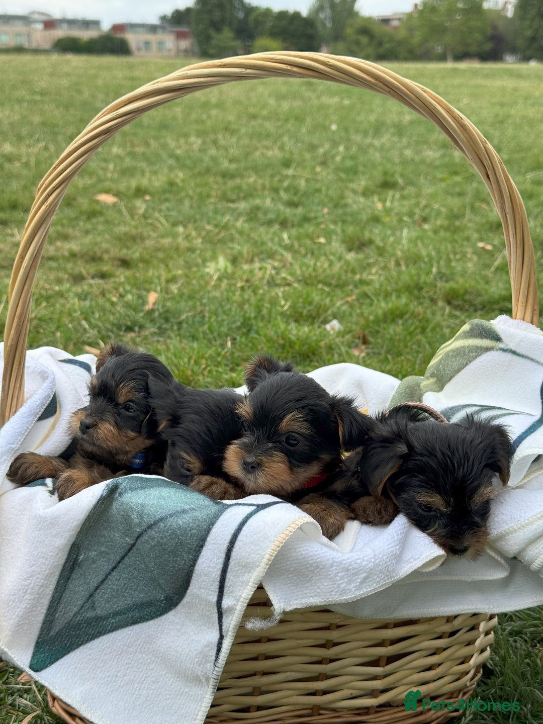 Yorkshire Terrier dogs for sale: Mini Yorkshire Terrier Puppies looking for Home - Image 22