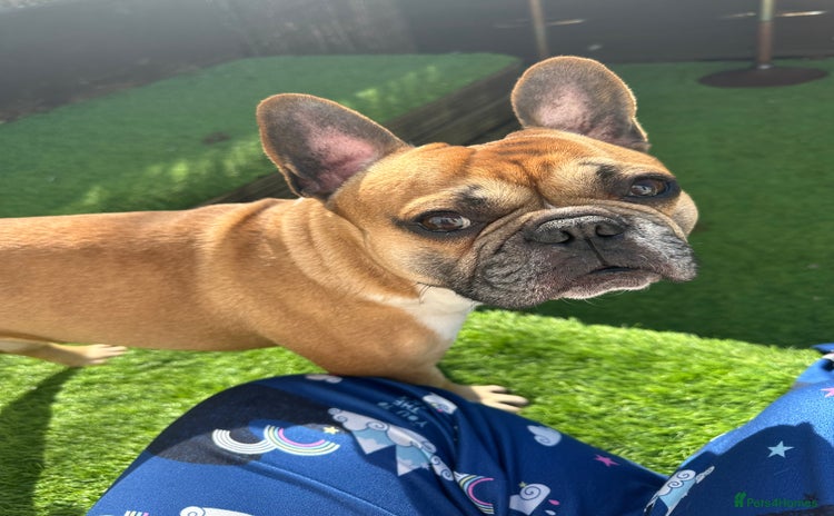 French Bulldog dogs - Advert 4