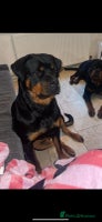 Rottweiler dogs Gorgeous Male Rotty Pup for Sale! Ready to Leave - Advert 3