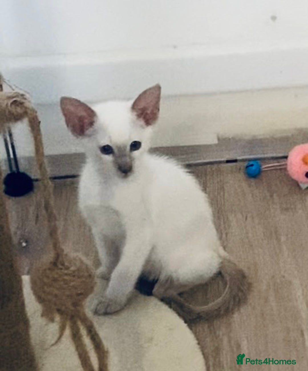 Siamese cats for sale:  Lilac point boy  - Image 7