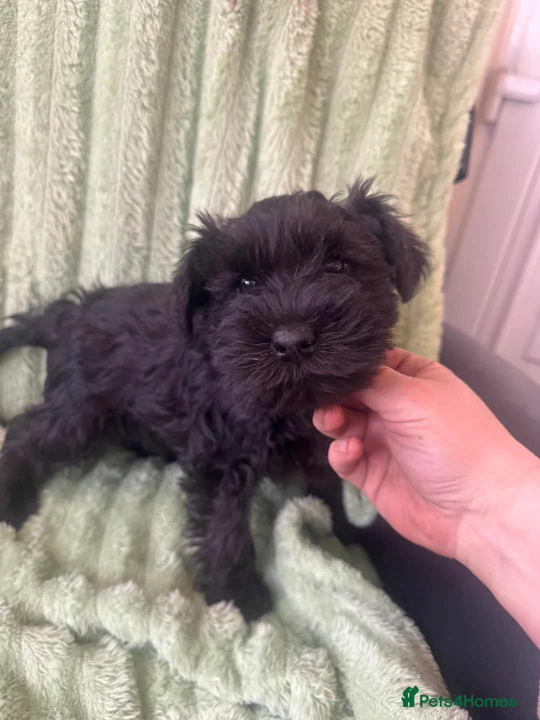 Miniature Schnauzer dogs for sale: Black miniature schnauzers  - Advert 4