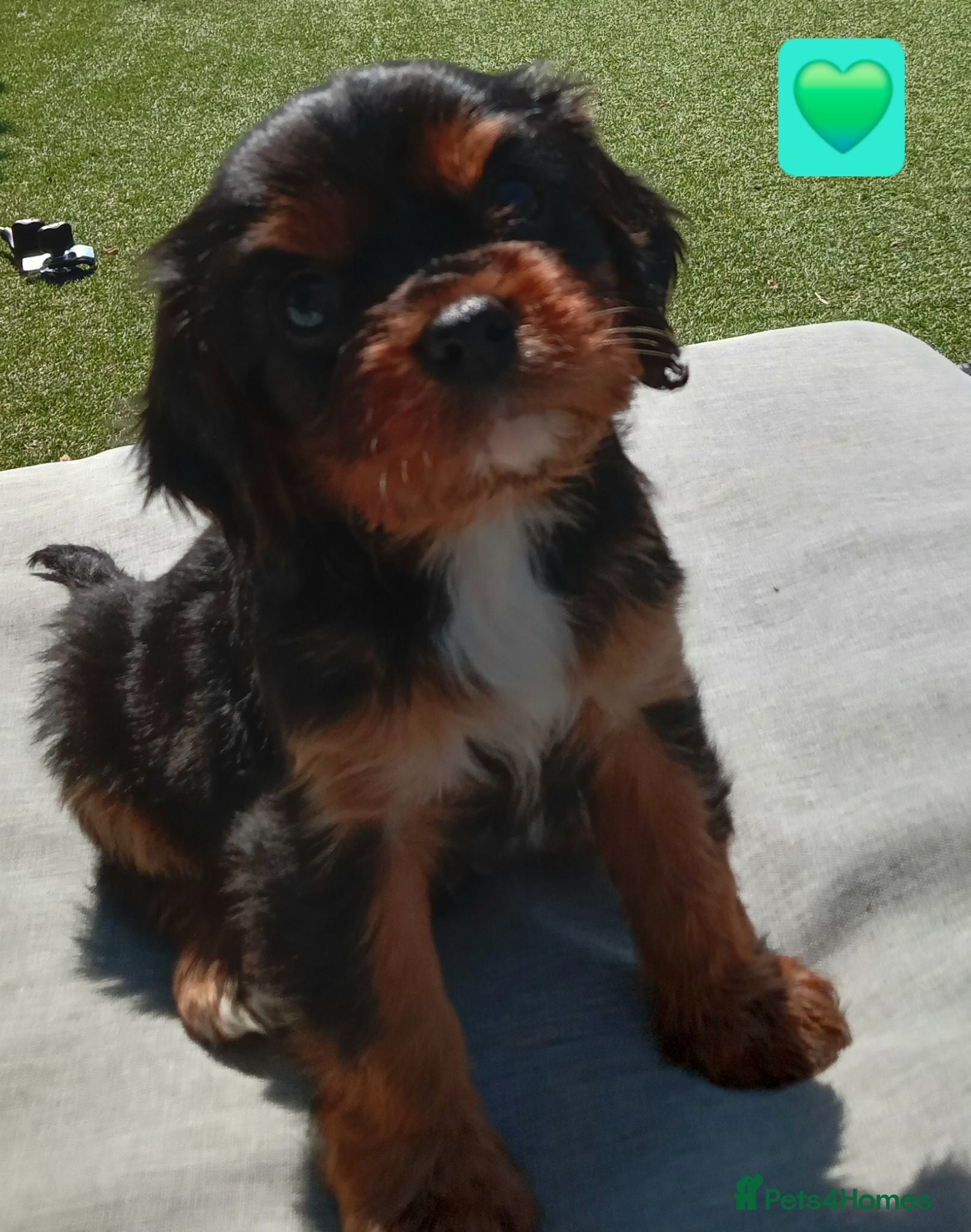 Cavalier King Charles Spaniel dogs Health Tested Cavalier King Charles  - Advert 6