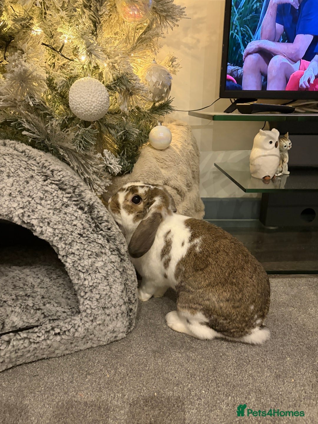 Mini Lop rabbits for sale: Mini lop for sale - Advert 2