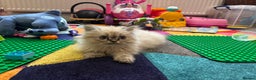 Persian cats for sale: Tabby point Persian  - Advert 1