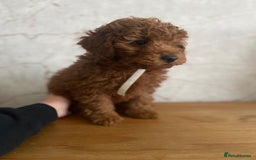 Cavapoochon dogs for sale: Cavapoochons!!  - Image 5