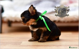 Yorkshire Terrier dogs for sale: BABY FACE DNA TESTED KC REG MINIATURE YORKIES - Image 15