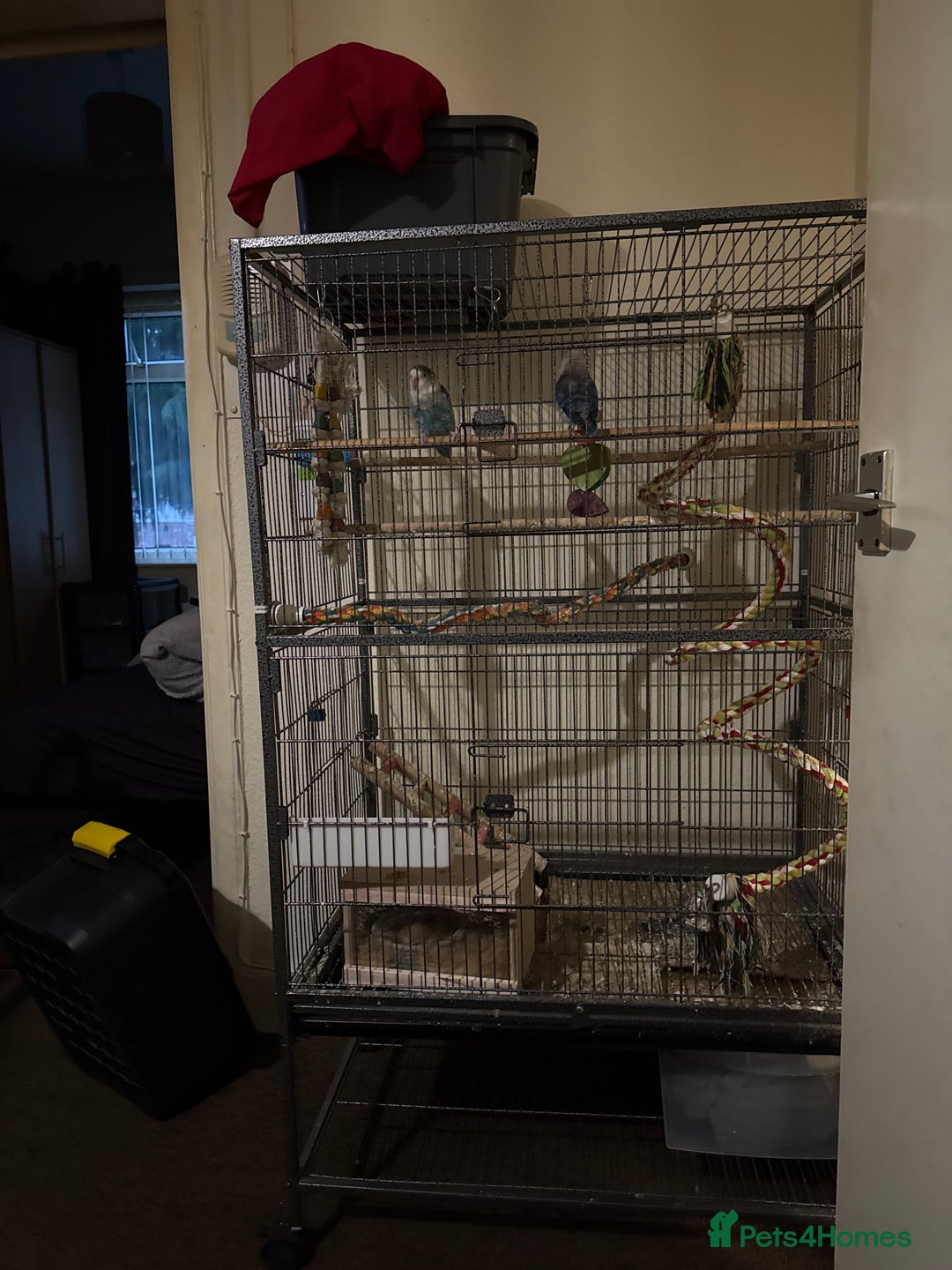 Lovebirds birds for sale: Pair of lovebirds  - Advert 3