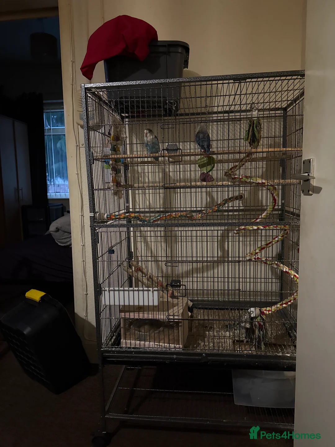 Lovebirds birds for sale: Pair of lovebirds  - Advert 3