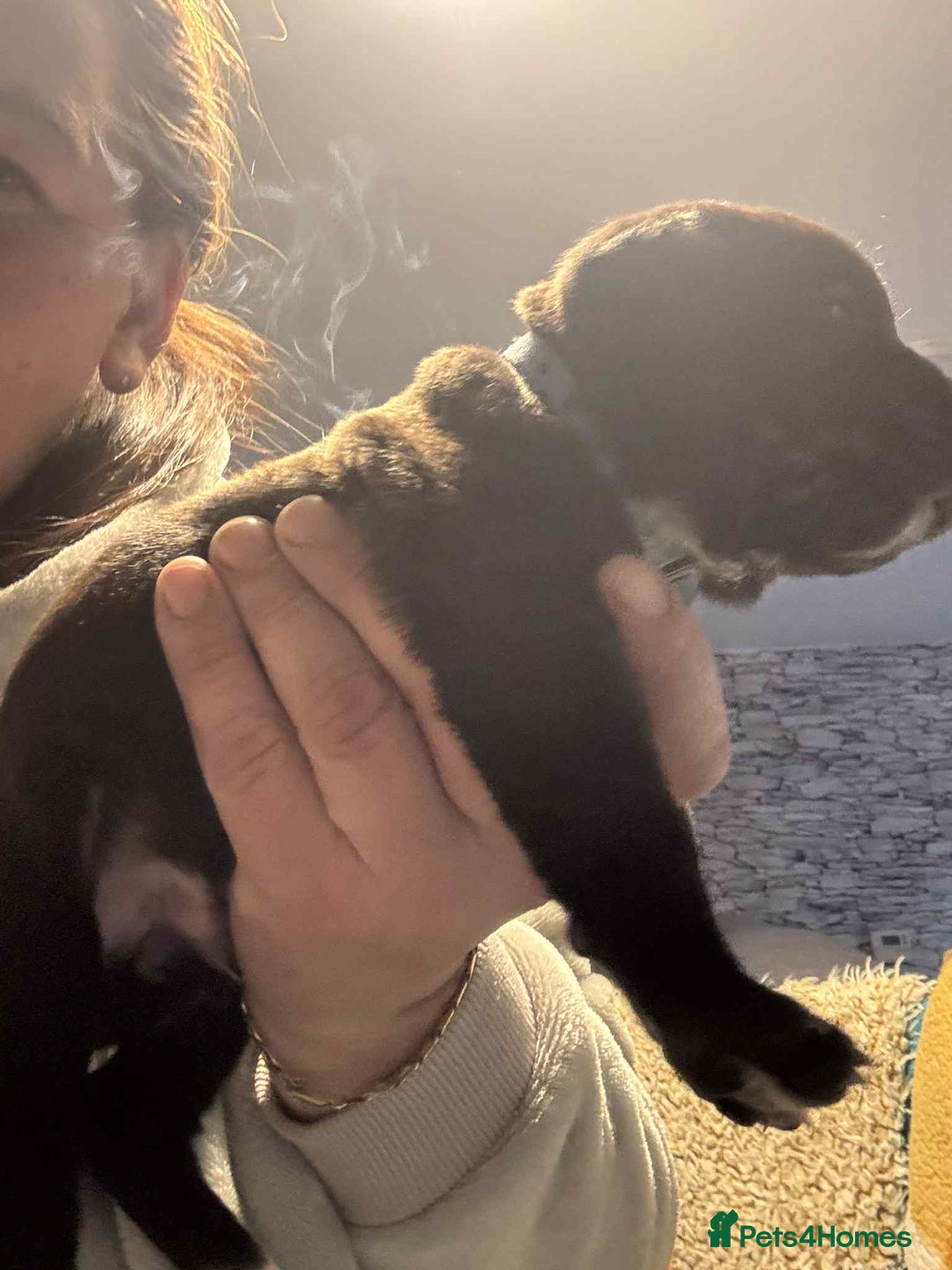 Mixed Breed dogs for sale: Cane corso puppys - Advert 13