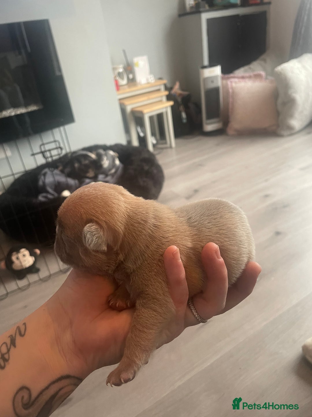 French Bulldog dogs for sale: 9 Day old French Bulldog Puppies - Image 19