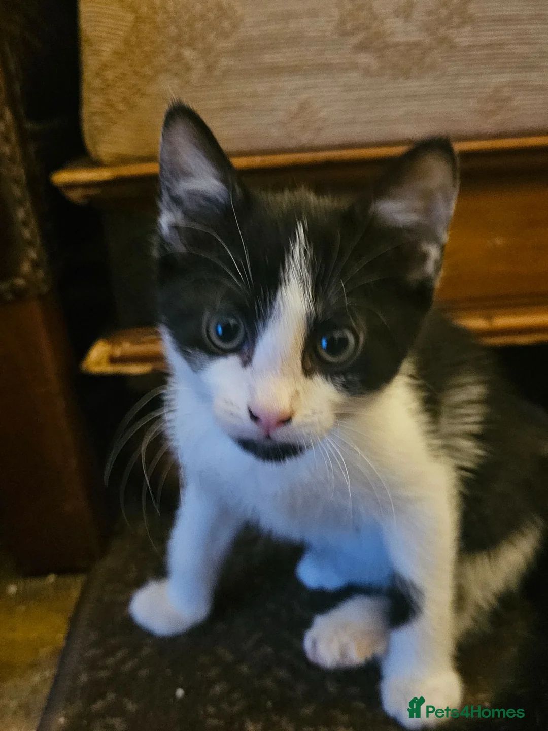 Mixed Breed cats for sale: White and black kitten - Advert 1