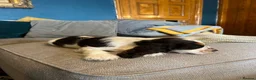 Cocker Spaniel dogs for sale: Show Type Cocker Spaniel Puppies - Advert 9