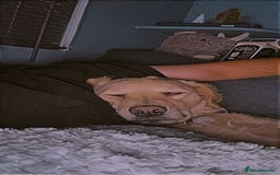 Mini Goldendoodle dogs for sale: Curly - Advert 5