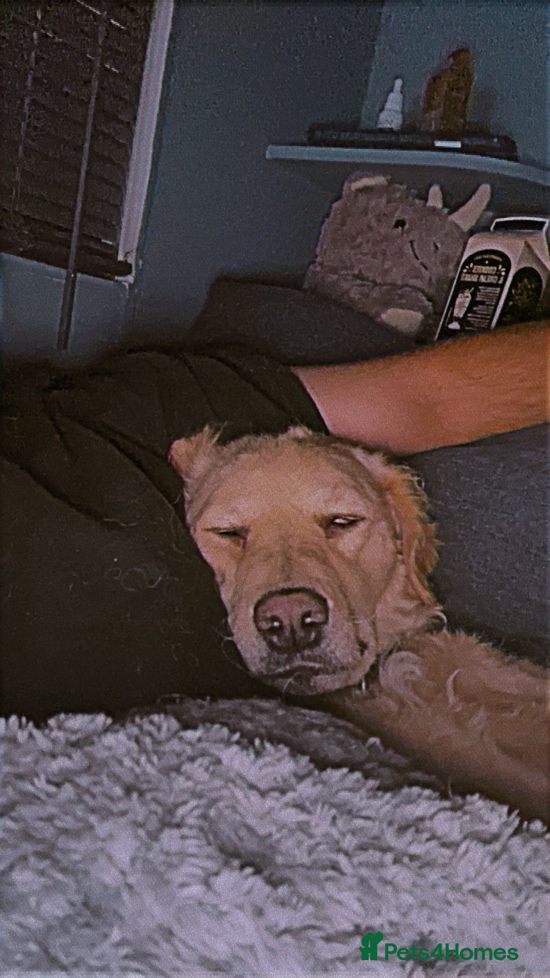 Mini Goldendoodle dogs for sale: Curly - Advert 5