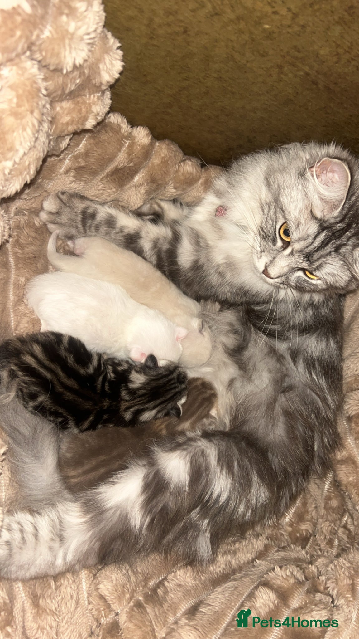 British Shorthair cats BRITISH SHORTHAIR X KITTENS  - Advert 1