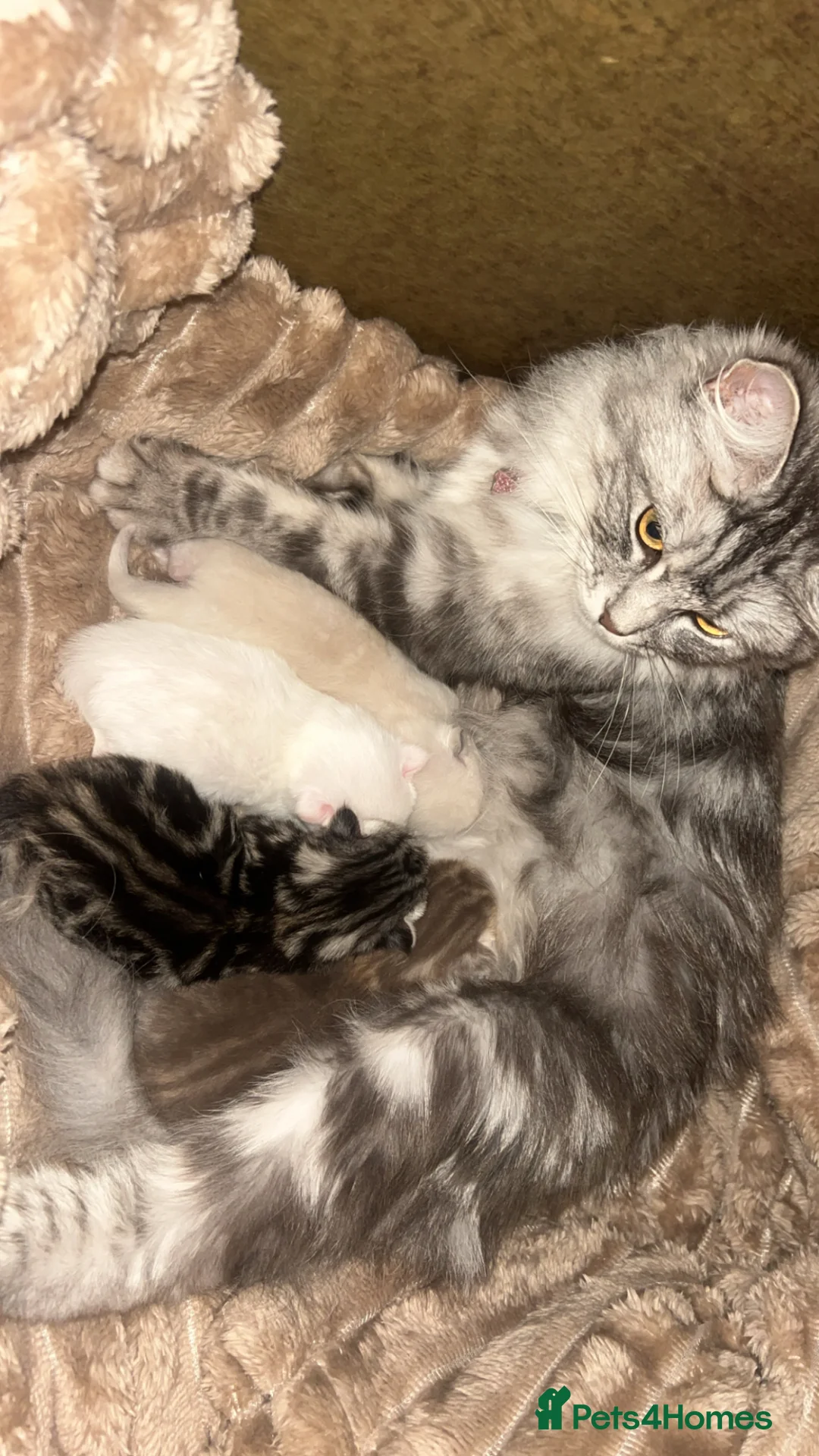 British Shorthair cats for sale: BRITISH SHORTHAIR X KITTENS  - Advert 1
