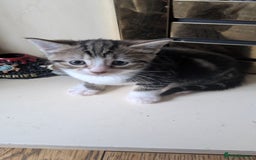 Mixed Breed cats for sale: 2 Female Kittens - Image 1