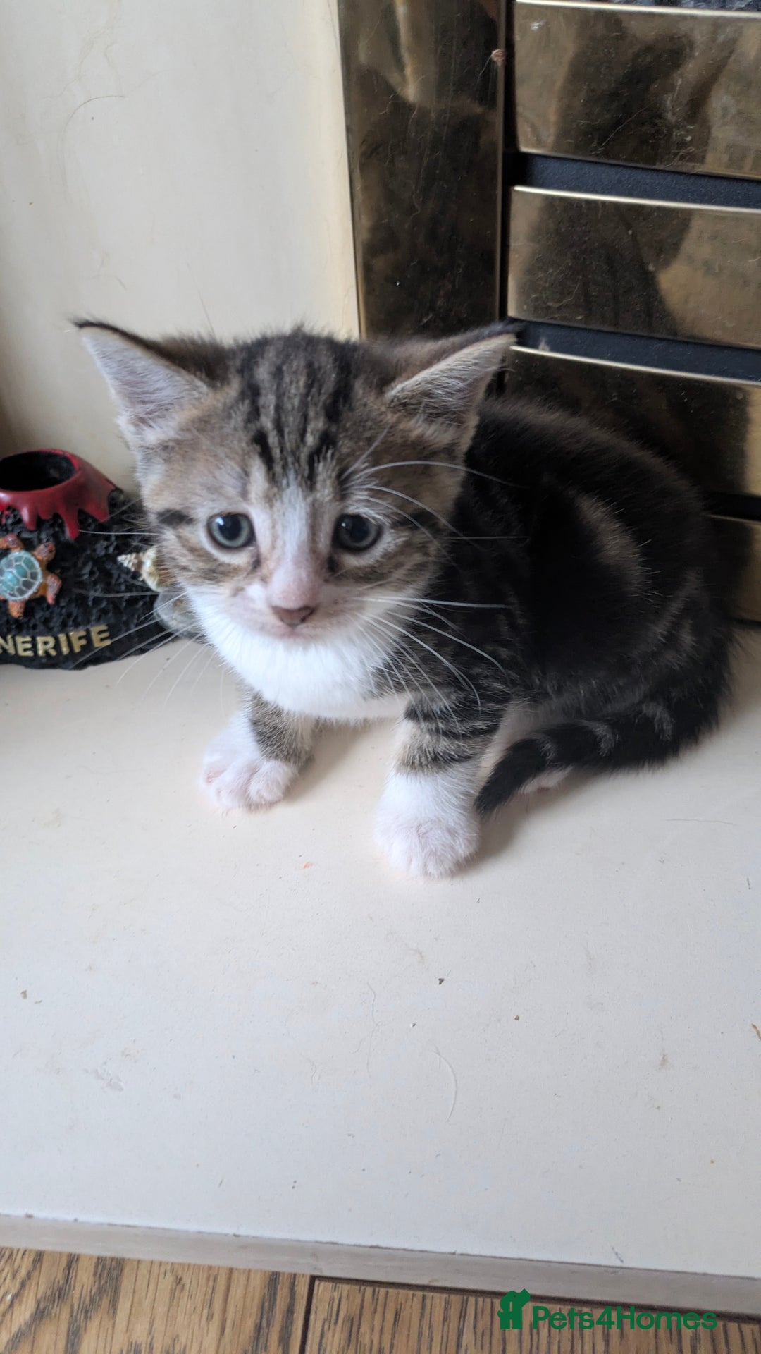 Mixed Breed cats for sale: 2 Female Kittens - Image 1