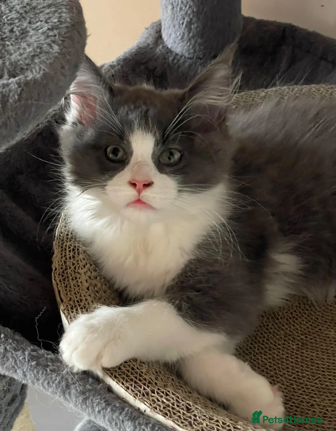 Maine Coon cats for sale: Tica reg maincoon male PET HOME ONLY - Advert 1