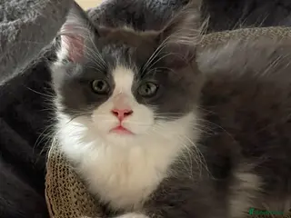 Maine Coon cats Tica reg maincoon male seeking his forever - Advert 18