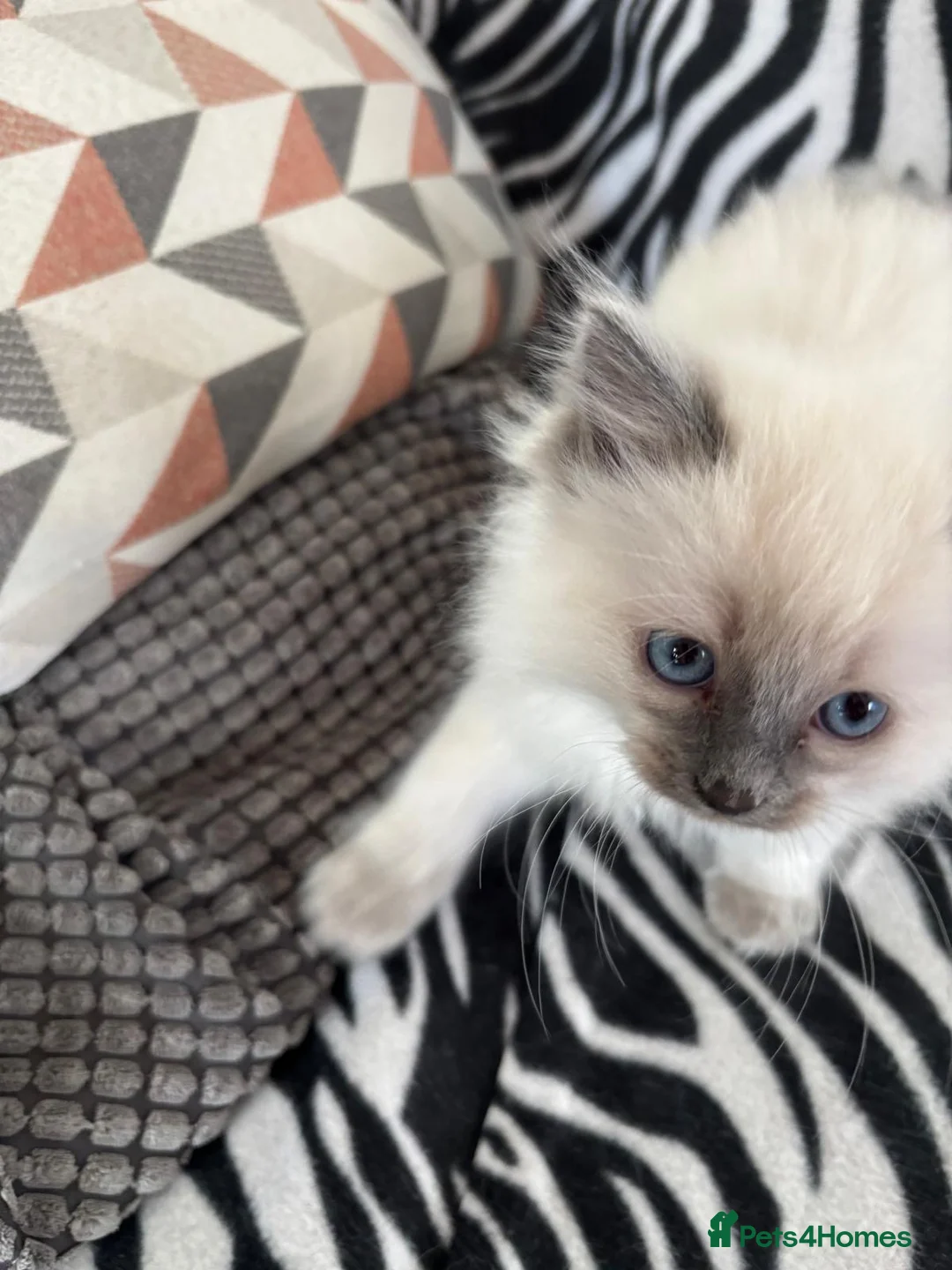 Ragdoll cats for sale: Beautiful Cuddly Purebred Kittens in Great Yarmouth - Advert 6