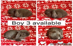Mini Lop rabbits for sale: 4 baby mini lops ready to reserve! - Image 4