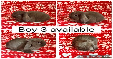 Mini Lop rabbits - Advert 4