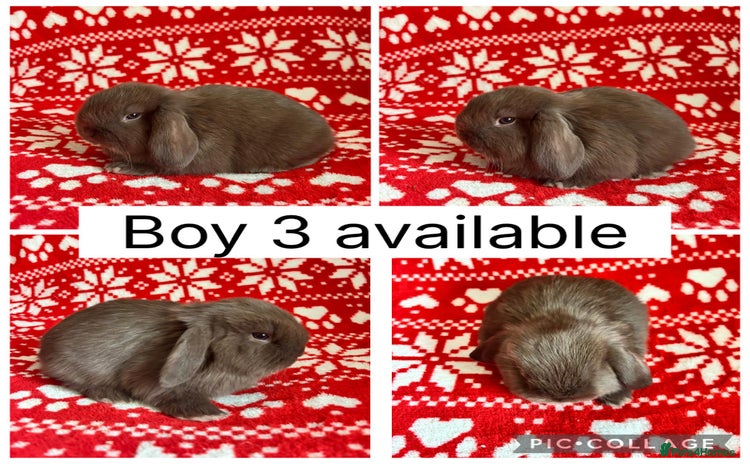 Mini Lop rabbits 1 baby mini lop buck ready to leave now! - Advert 12