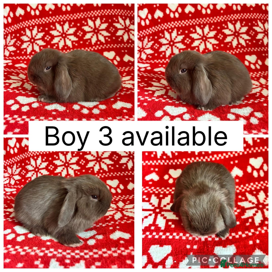 Mini Lop rabbits for sale: 4 baby mini lops ready to reserve! - Image 4