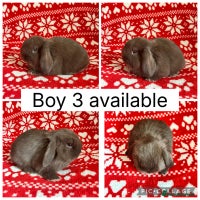 Mini Lop rabbits - Advert 5