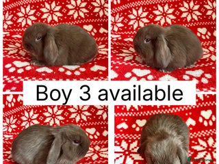 Mini Lop rabbits 1 baby mini lop buck ready to leave now! - Advert 5