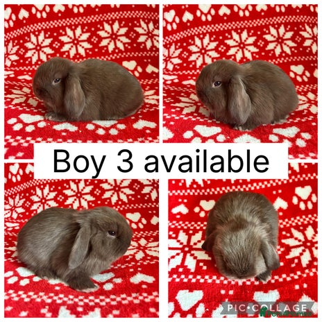 Mini Lop rabbits 1 baby mini lop buck ready to leave now! - Advert 6
