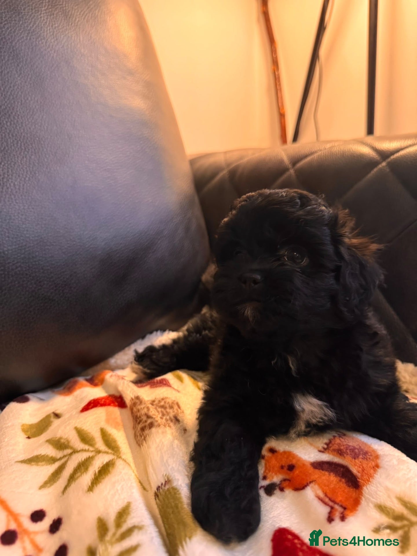 Shihpoo dogs Shihpoo puppies - Advert 2
