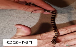 Corn Snake reptiles for sale: Babies Corn Snakes - Image 9