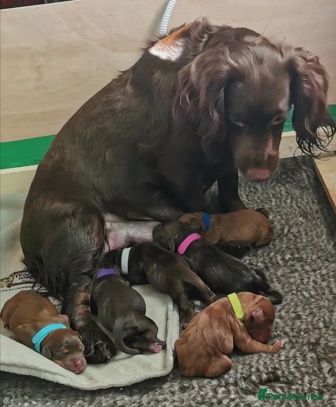 Cocker Spaniel dogs for sale: FTCH Pedigree Working Cocker Spaniels  - Advert 4