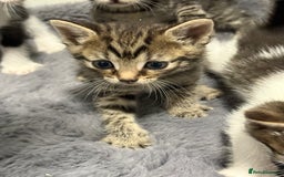 Mixed Breed cats for sale: Mixed kittens 4 males  - Image 15