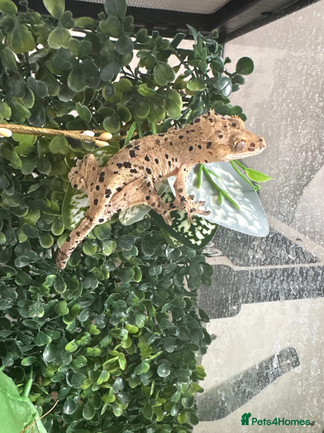 Gecko reptiles for sale: Dalmatian crested gecko - Advert 1